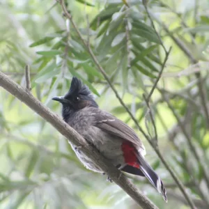 Bird Watching - Chitwan Jungle Walk