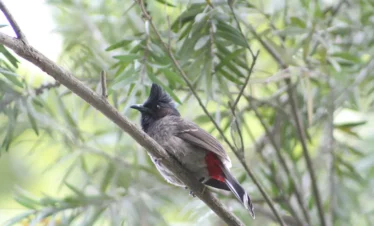 Bird Watching - Chitwan Jungle Walk