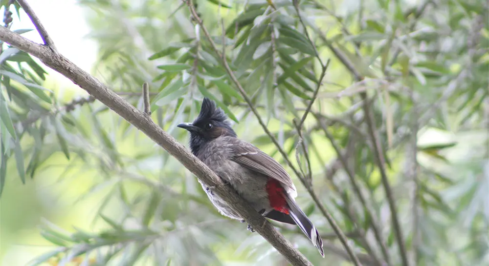 Bird Watching - Chitwan Jungle Walk