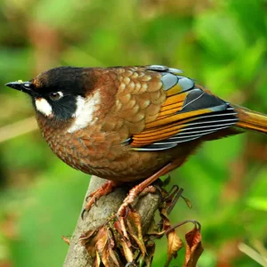 Bird Watching-Chitwan National Park