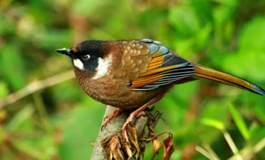 Bird Watching-Chitwan National Park