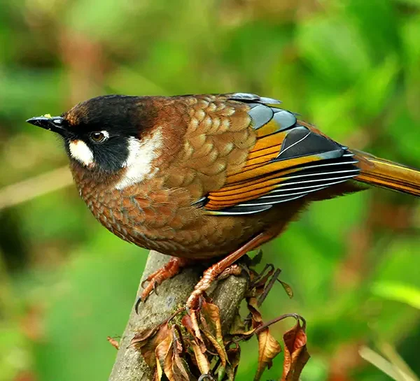 Bird Watching-Chitwan National Park