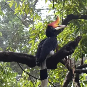 Bird Watching at Chitwan National Park