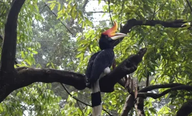 Bird Watching at Chitwan National Park