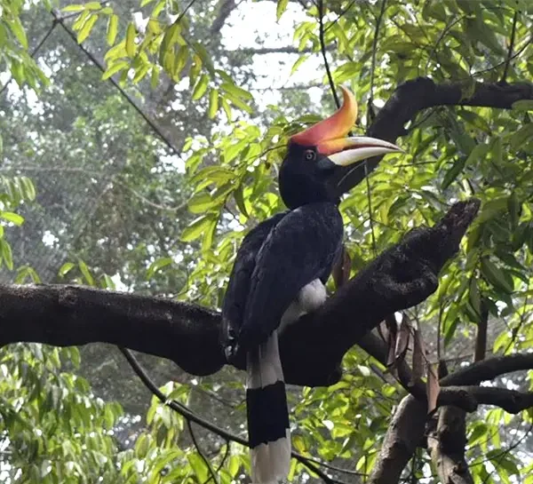 Bird Watching at Chitwan National Park