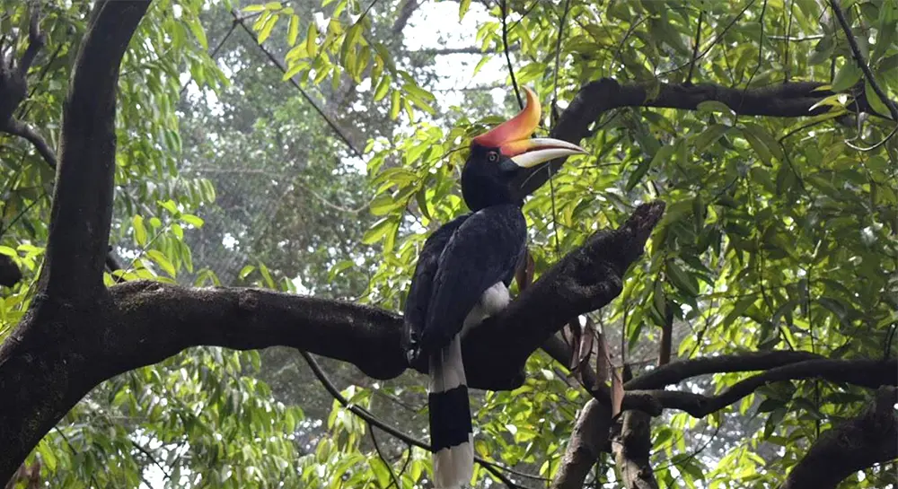 Bird Watching at Chitwan National Park