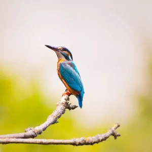 Bird watching- Chitwan National Park
