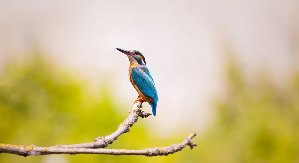 Bird watching- Chitwan National Park