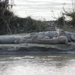 Chitwan Crocodile Breeding