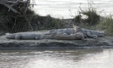 Chitwan Crocodile Breeding