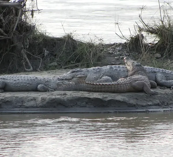 Chitwan Crocodile Breeding