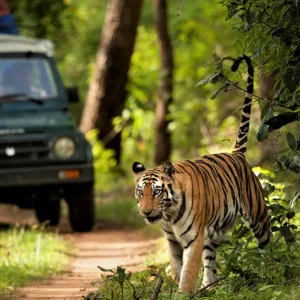 Chitwan Highlights Tour