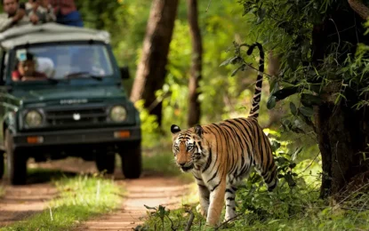 How Safe Are Jungle Safaris in Nepal?