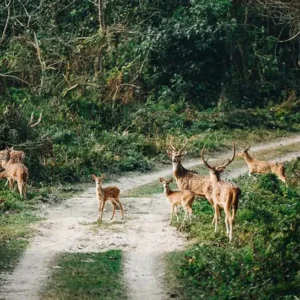 Chitwan Jungle Excursion- Deers