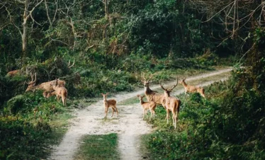 Chitwan Jungle Excursion- Deers