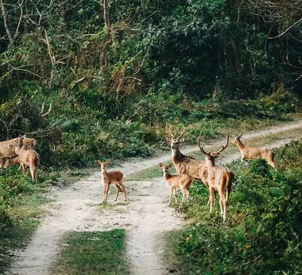 Chitwan Jungle Excursion- Deers