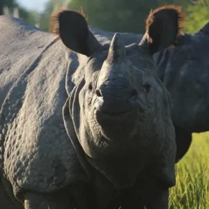 Chitwan-Jungle-Safari