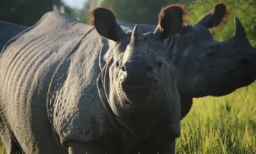 Chitwan-Jungle-Safari