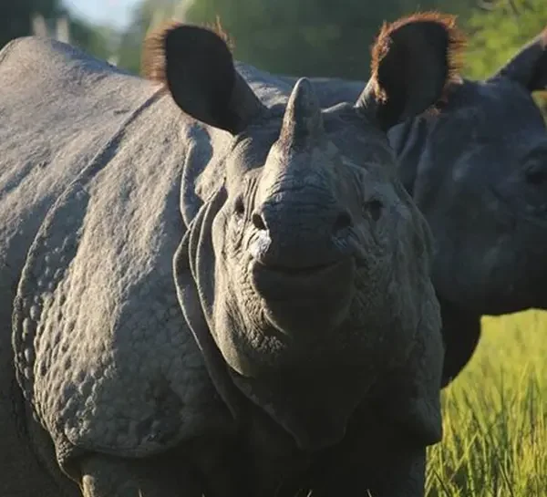 Chitwan-Jungle-Safari