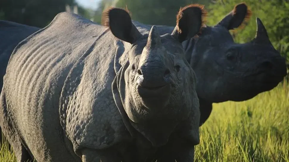 Chitwan-Jungle-Safari