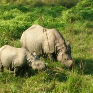 Chitwan Jungle Safari