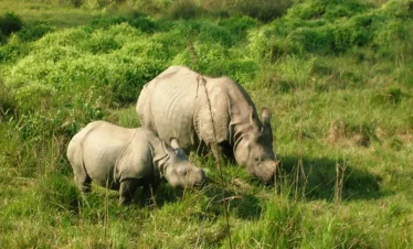 Chitwan Jungle Safari