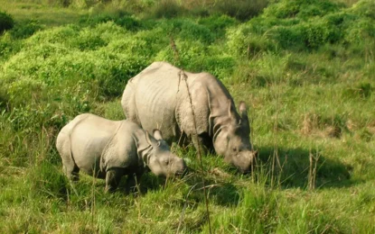 Chitwan Jungle Safari in June: Monsoon’s Lush Wilderness Adventure