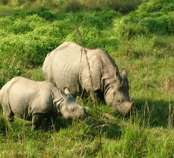 Chitwan Jungle Safari
