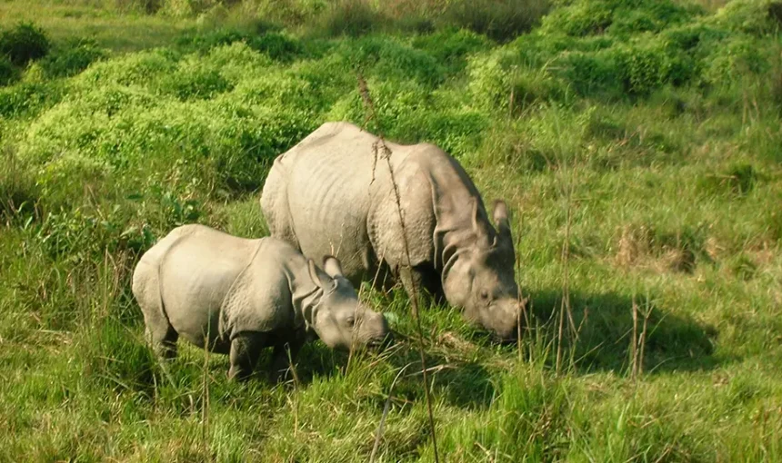 Chitwan Jungle Safari in June: Monsoon’s Lush Wilderness Adventure