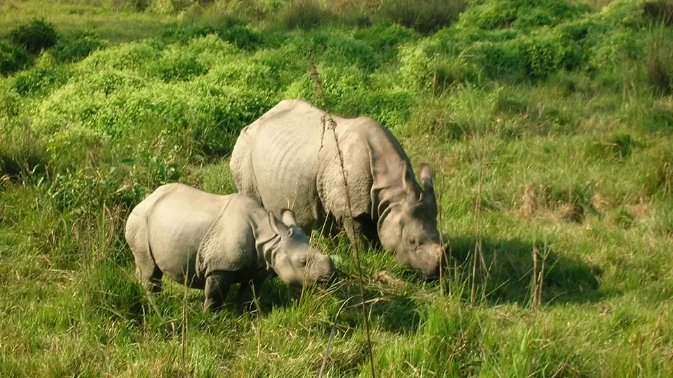 Chitwan Jungle Safari