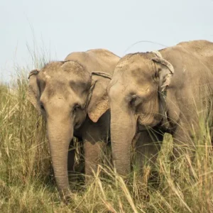 Chitwan Jungle Safari- Elephant Sightings
