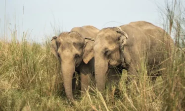 Chitwan Jungle Safari- Elephant Sightings