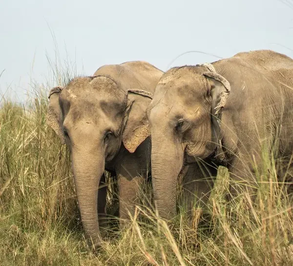 Chitwan Jungle Safari- Elephant Sightings