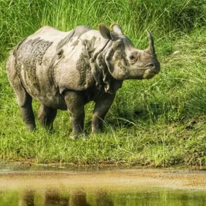 Chitwan Jungle Safari- Rhino Sighting