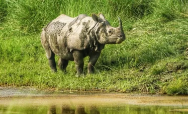 Chitwan Jungle Safari- Rhino Sighting