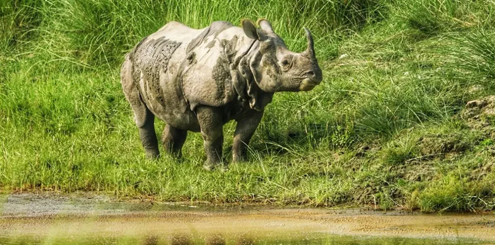 Chitwan Jungle Safari- Rhino Sighting