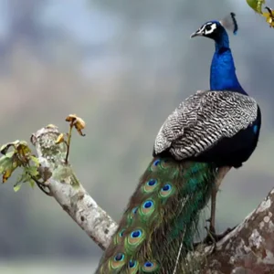 Chitwan Jungle safari- Bird Watching