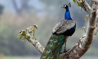 Chitwan Jungle safari- Bird Watching