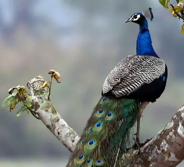 Chitwan Jungle safari- Bird Watching