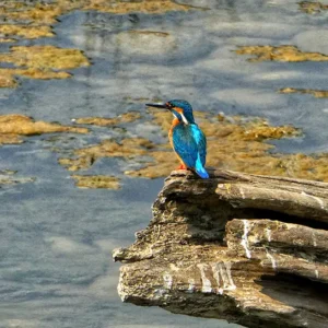 Chitwan National Park-Bird WATCHING