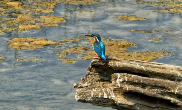 Chitwan National Park-Bird WATCHING