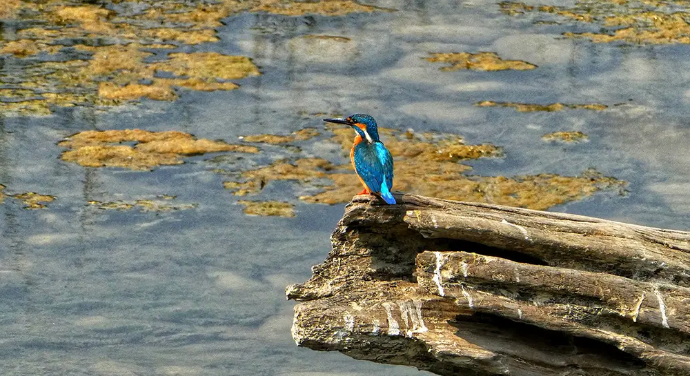 Chitwan National Park-Bird WATCHING