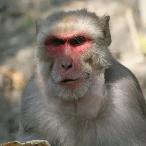 Chitwan Adventure Tour