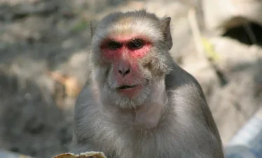 Chitwan Adventure Tour