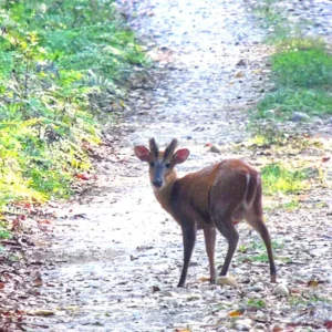 Chitwan National Park-Red deer