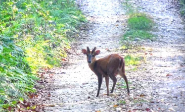 Chitwan National Park-Red deer