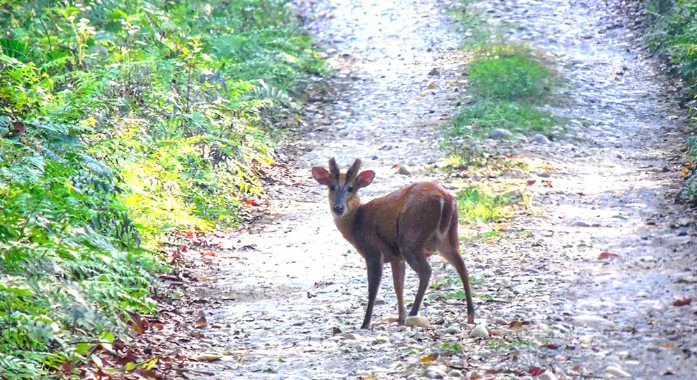 Chitwan National Park-Red deer