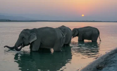 Chitwan National Park- Riverside