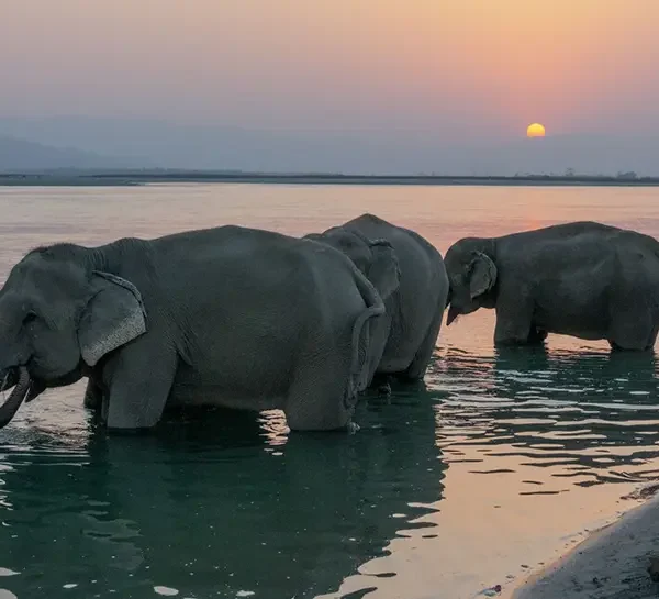 Chitwan National Park- Riverside