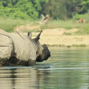 Chitwan National Park Safari